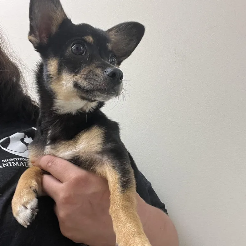 A baby small-sized female Black Chihuahua dog named Teeny for adoption in Mount Gilead, NC
