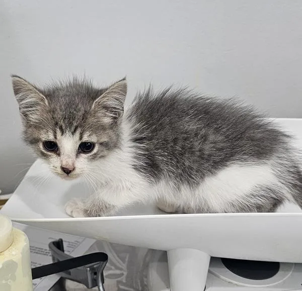 A baby small-sized male Domestic Short Hair cat named Grim for adoption in Cleveland, TN