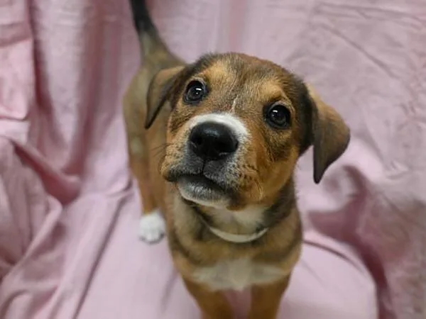 A baby small-sized female Pit Bull Terrier dog named Print for adoption in Portland, OR