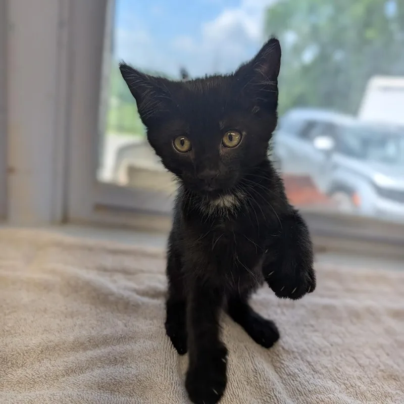 A baby medium-sized male Black Domestic Short Hair cat named Ash for adoption in Cape Girardeau, MO
