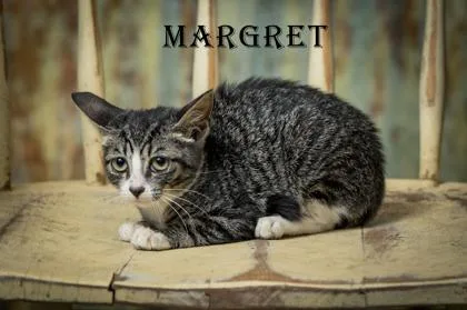 A young small-sized female Brown / Chocolate Domestic Short Hair cat named Margaret Keane for adoption in North Myrtle Beach, SC