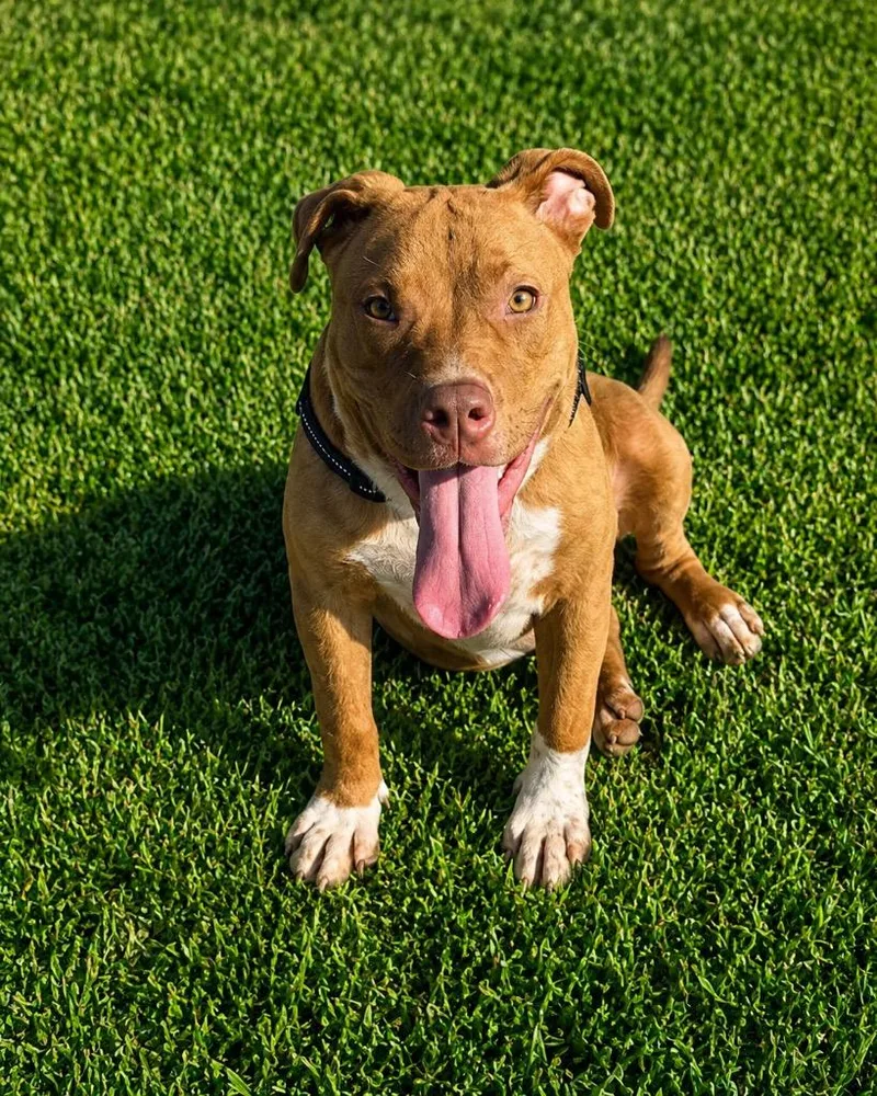 A baby medium-sized male Mixed Breed dog named Goose for adoption in Centralia, IL
