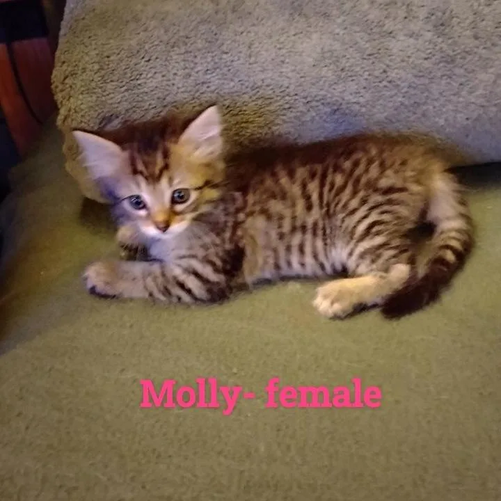 Molly