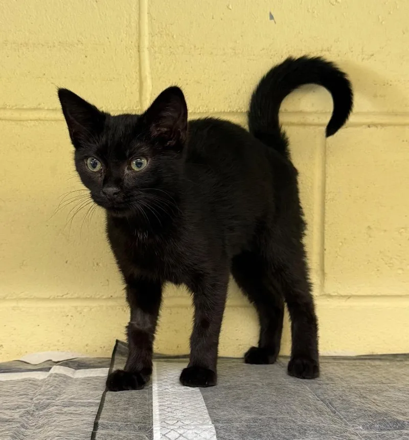A baby medium-sized male Domestic Short Hair cat named Lincoln for adoption in Kingsland, GA