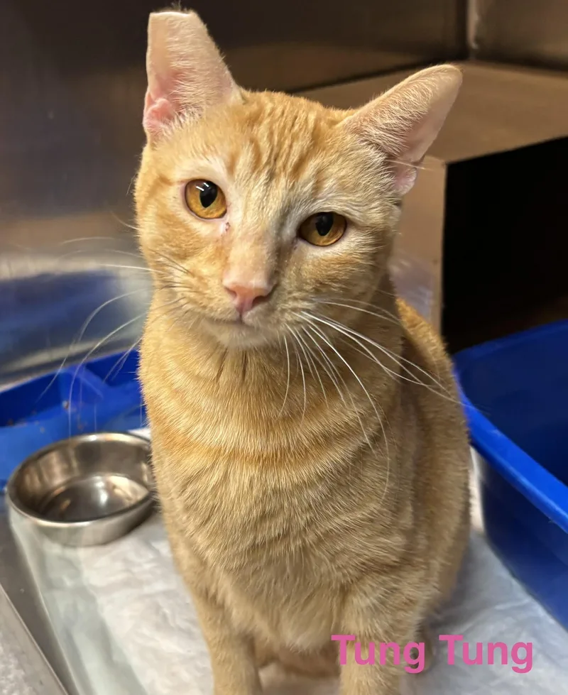 An adult medium-sized female Orange / Red Tabby cat named Tung Tung for adoption in Las Vegas, NV