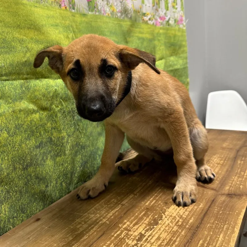 A baby small-sized female Shepherd dog named Jennifer for adoption in Normal, IL