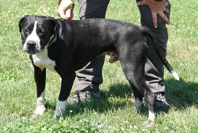 An adult medium-sized male Black Terrier dog named ThorGarth for adoption in Millfield, OH