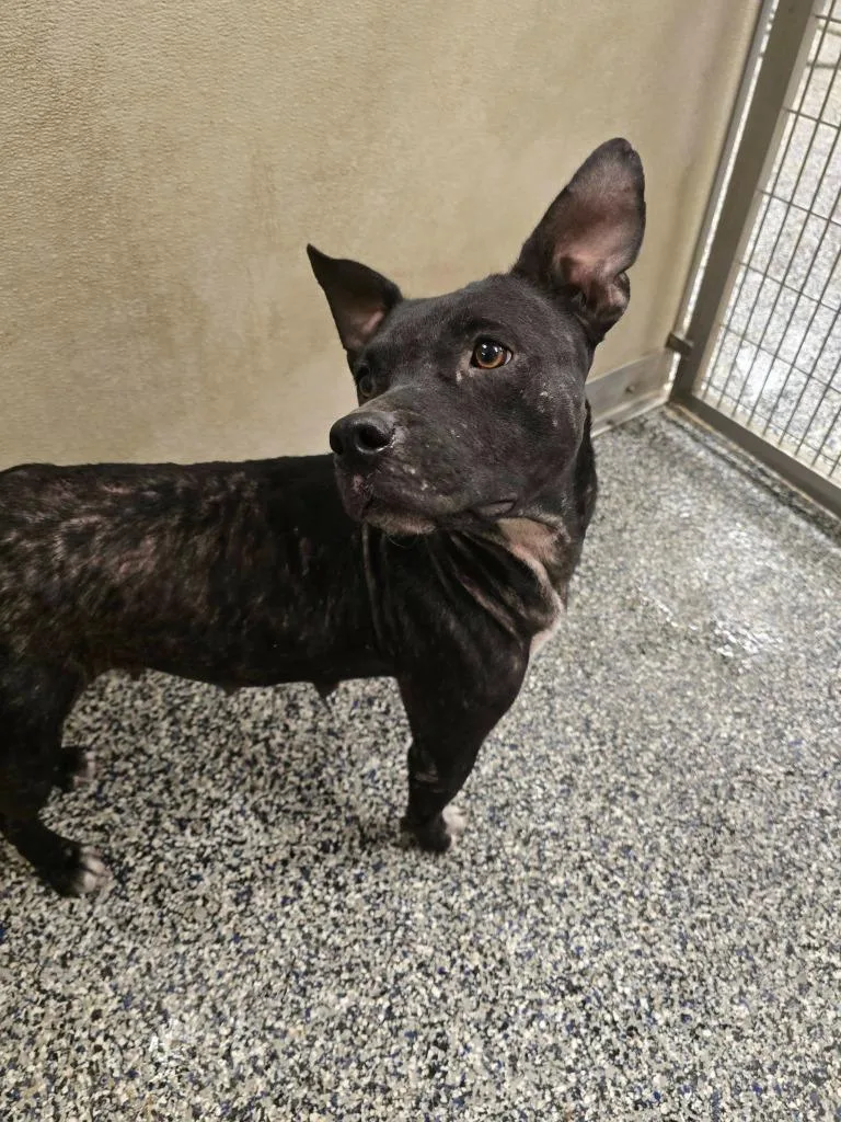 A young medium-sized female Pit Bull Terrier dog named Pit from Anne Ave for adoption in Humble, TX