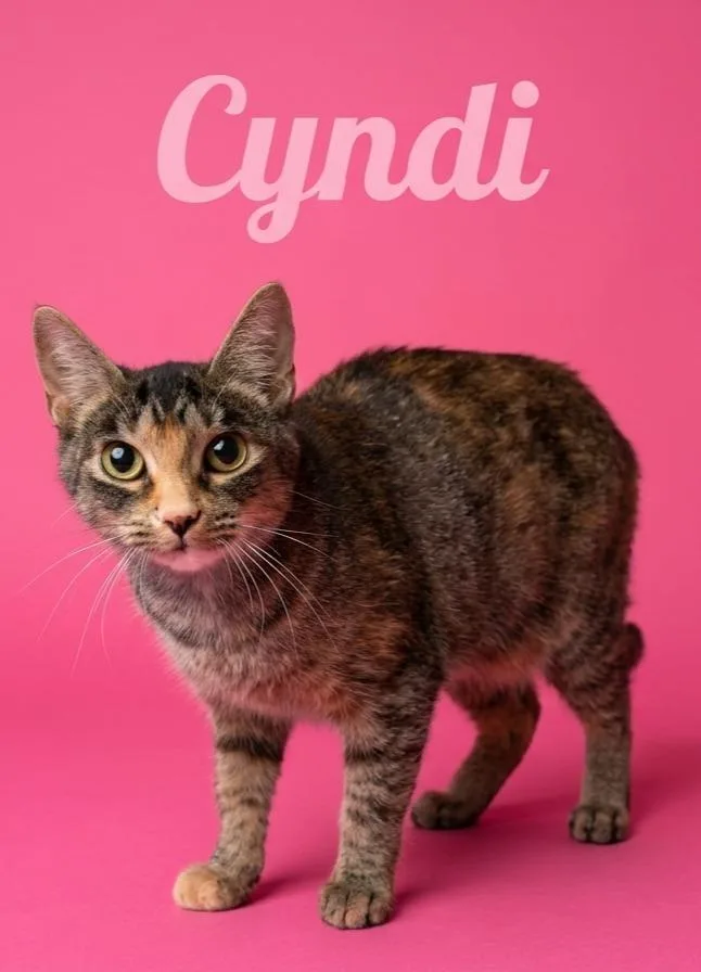 A young small-sized female Domestic Short Hair cat named Cyndi for adoption in Rutherfordton, NC