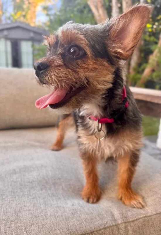 An adult small-sized female Border Terrier dog named Wilma for adoption in Manhattan Beach, CA