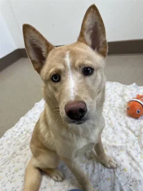 A young small-sized male Husky dog named Lorik for adoption in Newton, NC