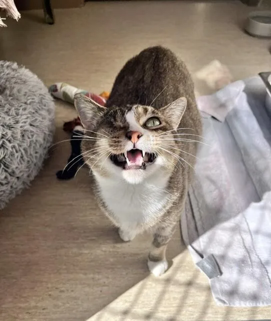 An adult medium-sized female Tabby (Brown / Chocolate) Domestic Short Hair cat named Leeda Beeda Bug for adoption in Arlington, WA