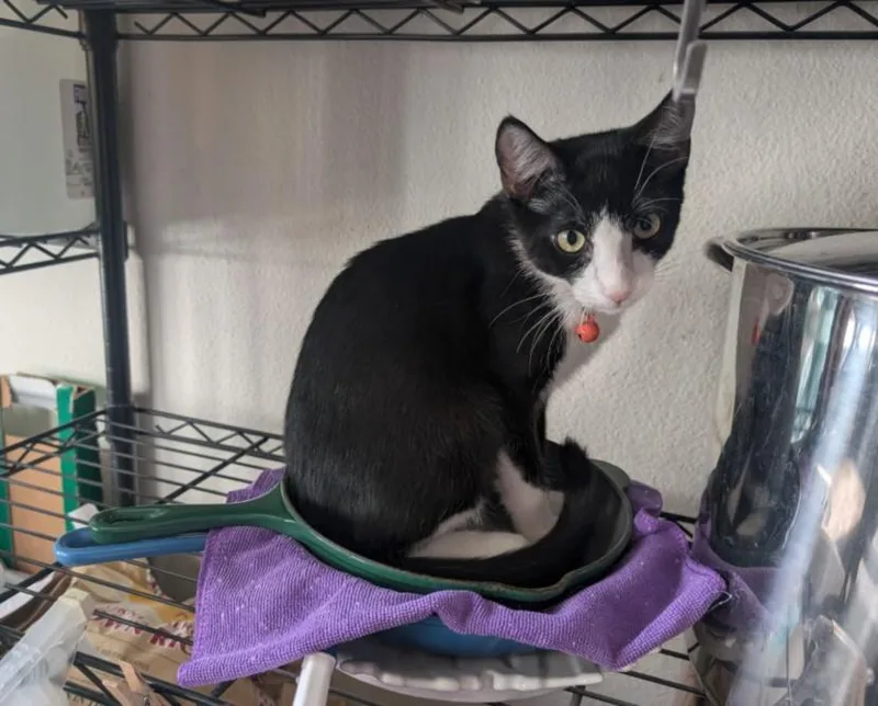 A baby small-sized male Domestic Short Hair cat named Chipotle for adoption in Burbank, CA