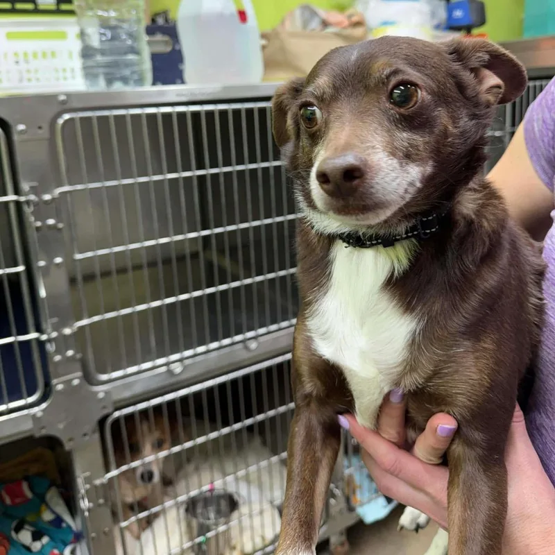 An adult small-sized male Brown / Chocolate Mixed Breed dog named Scotty for adoption in Fredericksburg, VA