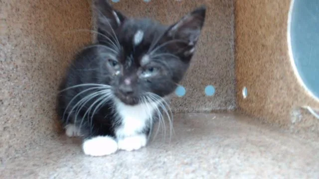 A baby medium-sized female Domestic Short Hair cat named Lupe for adoption in Downey, CA