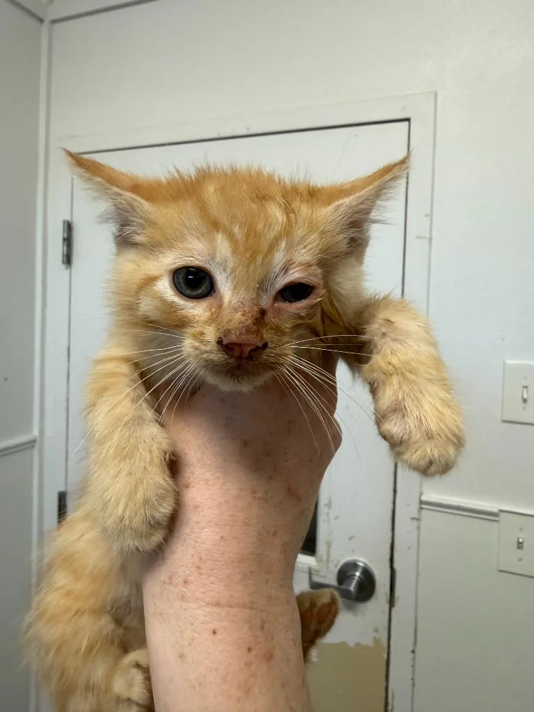 Helo