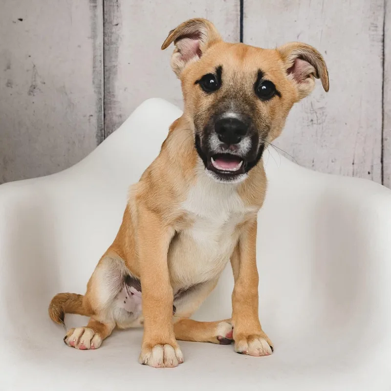 A baby medium-sized male Yellow / Tan / Blond / Fawn Shepherd dog named Dr. Pepper for adoption in Greensburg, PA