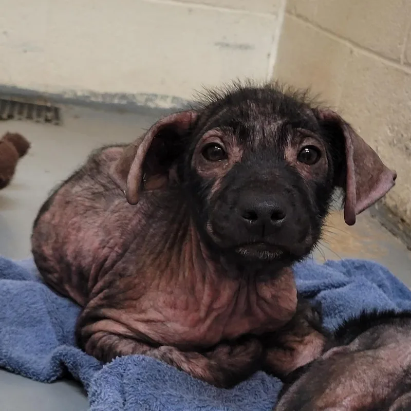 A baby small-sized female Black Mixed Breed dog named Suede for adoption in Duncan, OK