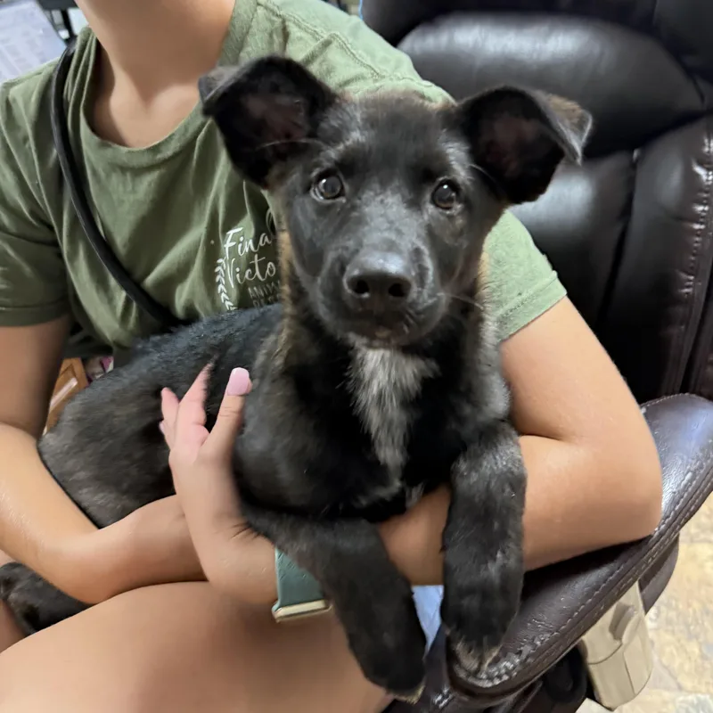 A baby medium-sized female Black Shepherd dog named Apple Cider Donut for adoption in Columbia, SC