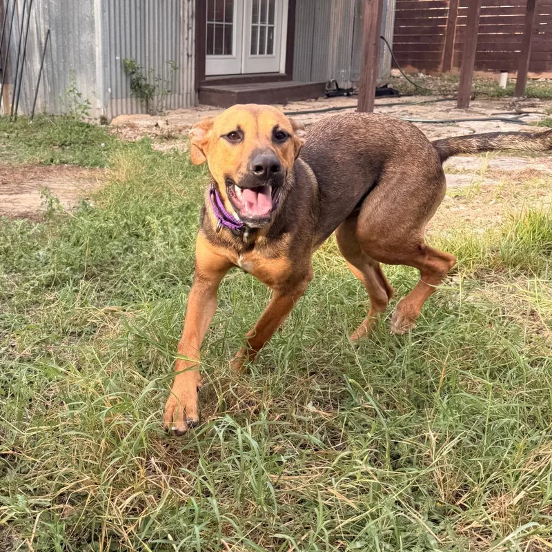 A young medium-sized female Yellow / Tan / Blond / Fawn Mixed Breed dog named Zoey for adoption in Austin, TX