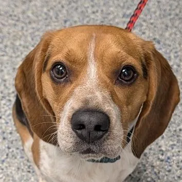 An adult medium-sized male Black Beagle dog named Mojo for adoption in Greenville, SC