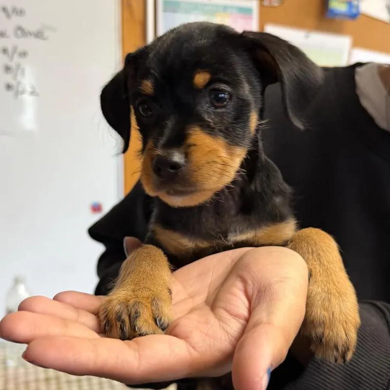 A baby small-sized female Miniature Pinscher dog named CappuccinaA for adoption in San Pablo, CA