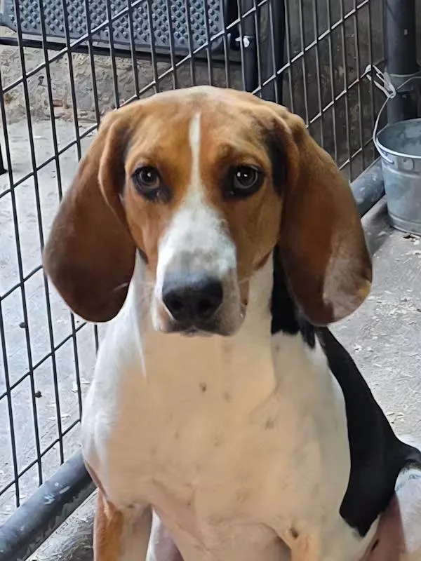 June Bug thumbnail 4