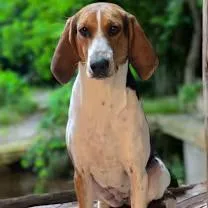 June Bug thumbnail 5