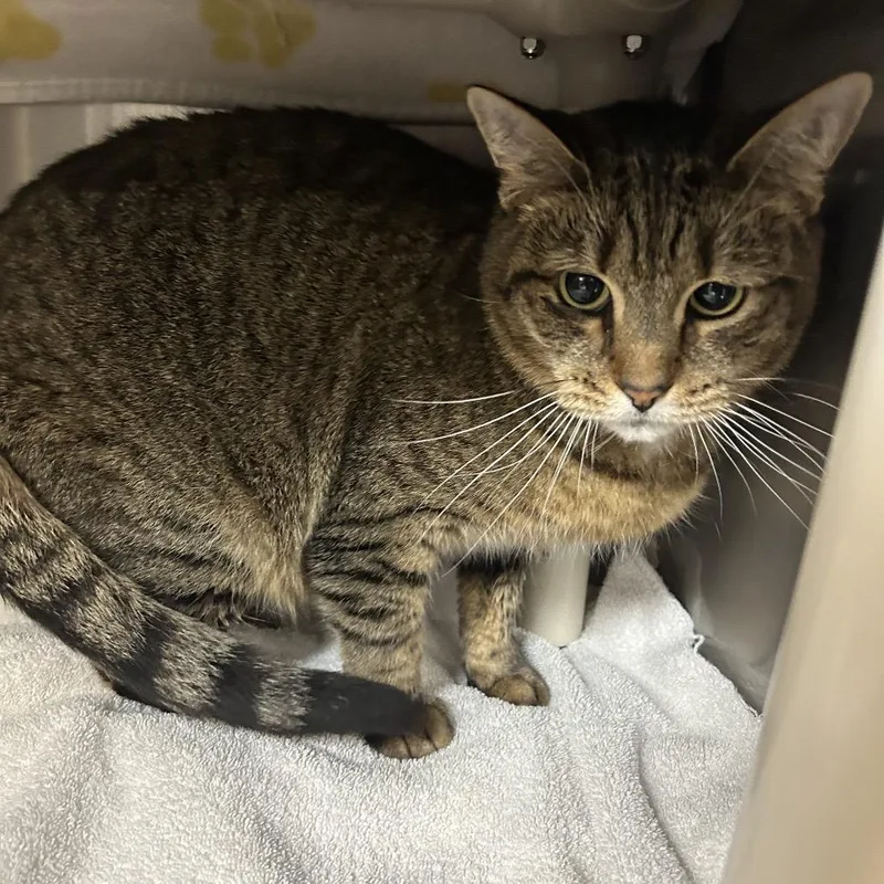 An adult large-sized female Brown / Chocolate Domestic Short Hair cat named Yolk for adoption in Indianapolis, IN
