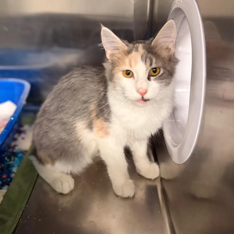 A young medium-sized female Calico Domestic Short Hair cat named Lorelai for adoption in Spokane, WA