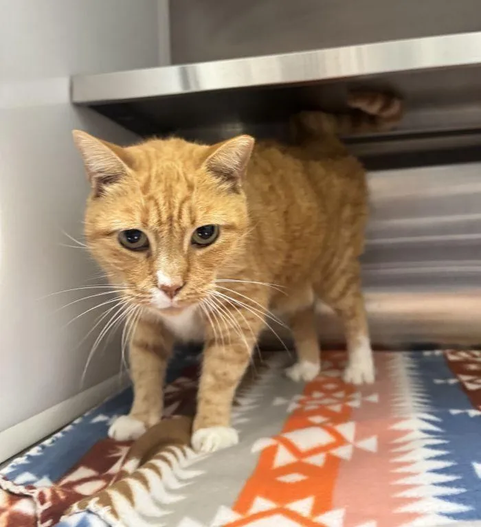 An adult small-sized female Domestic Short Hair cat named Maddie for adoption in Hilton Head Island, SC