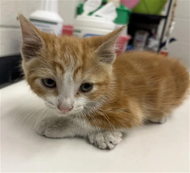 A baby small-sized male Domestic Short Hair cat named Julian for adoption in Chula Vista, CA