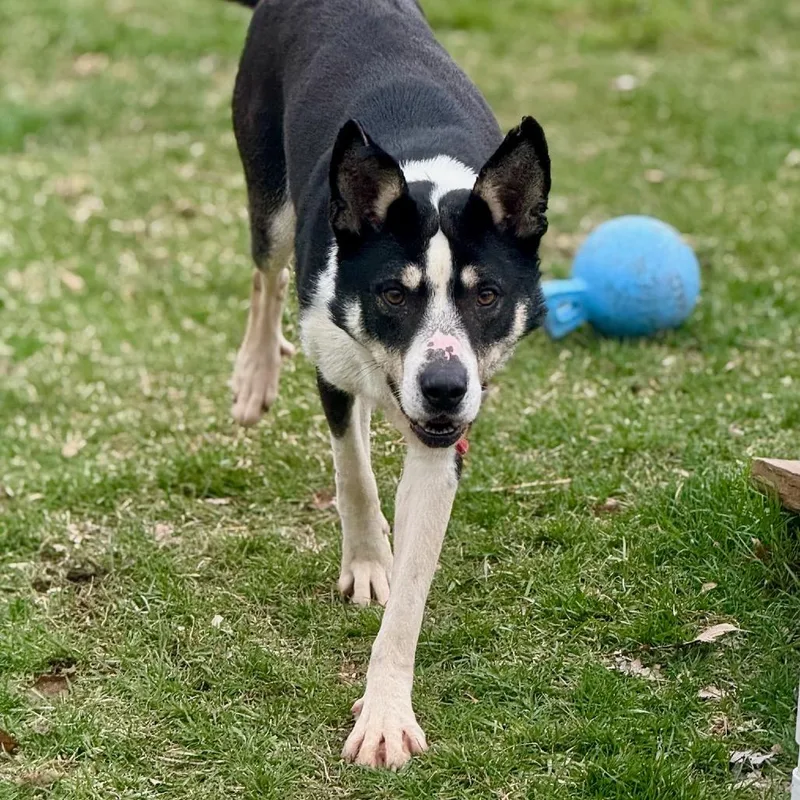 An adult medium-sized male Black Border Collie dog named Pythagoras for adoption in Metamora, MI