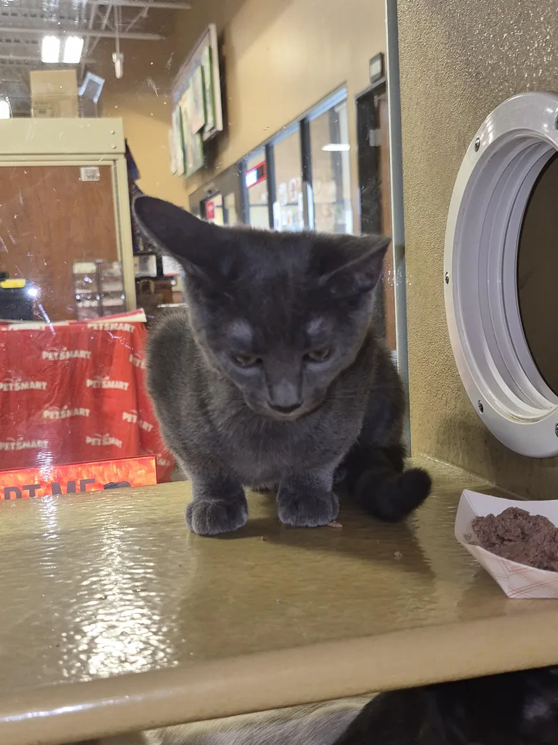 A baby small-sized female Domestic Short Hair cat named Hayley for adoption in Rio Linda, CA