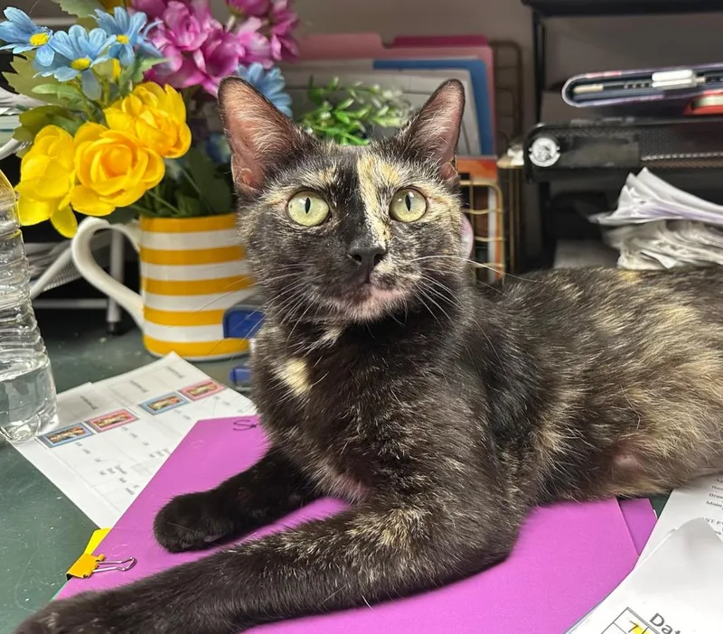A young small-sized female Domestic Short Hair cat named Momma Raindrop for adoption in Stillwater, OK