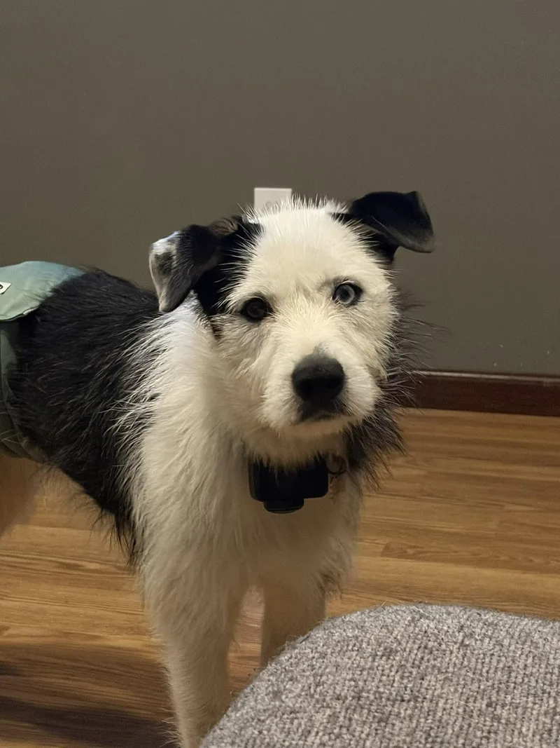 Maverick thumbnail 2