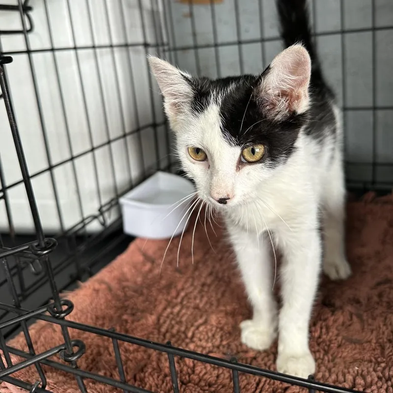 A baby small-sized female White Domestic Short Hair cat named Tribby for adoption in Jefferson city, TN