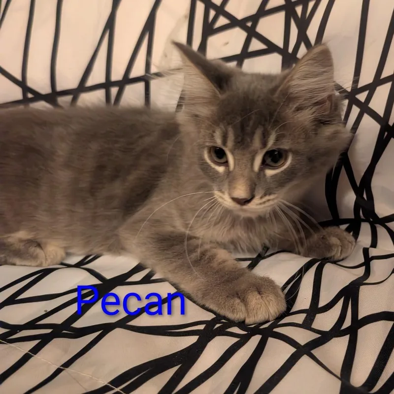 Pecan