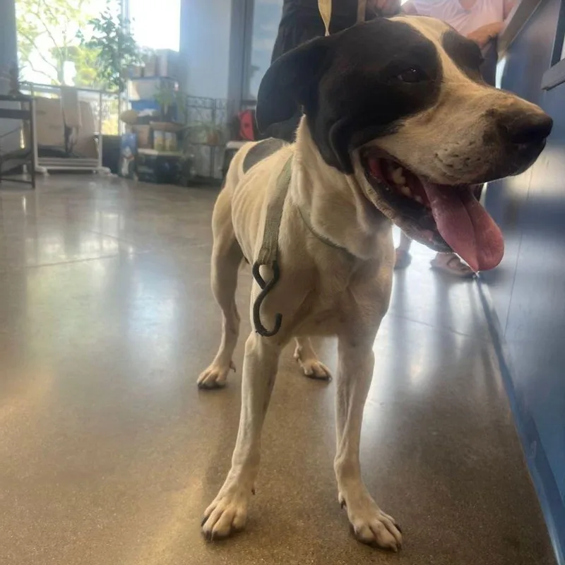 An adult large-sized male White / Cream American Staffordshire Terrier dog named Spot for adoption in Kingman, AZ