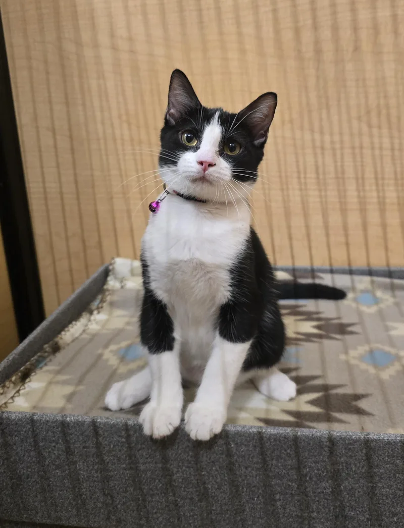 A baby medium-sized female Black & White / Tuxedo Domestic Short Hair cat named Mitzy for adoption in Warr Acres, OK