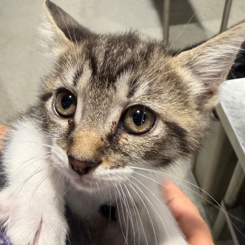 Bobby