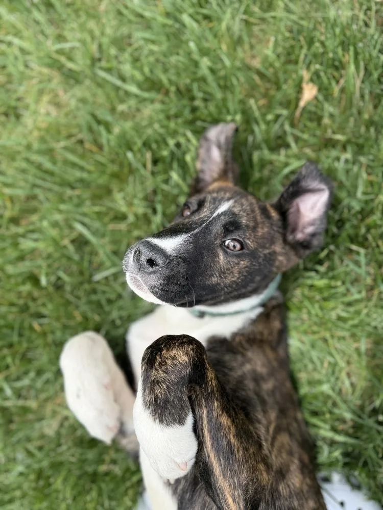 A baby large-sized male Pit Bull Terrier dog named Marion Bs : Blaze for adoption in Aurora, IN