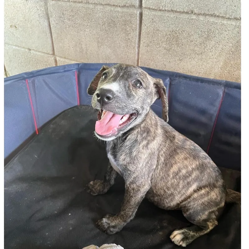 A baby medium-sized female Brindle American Staffordshire Terrier dog named Kiara for adoption in Hampton, VA