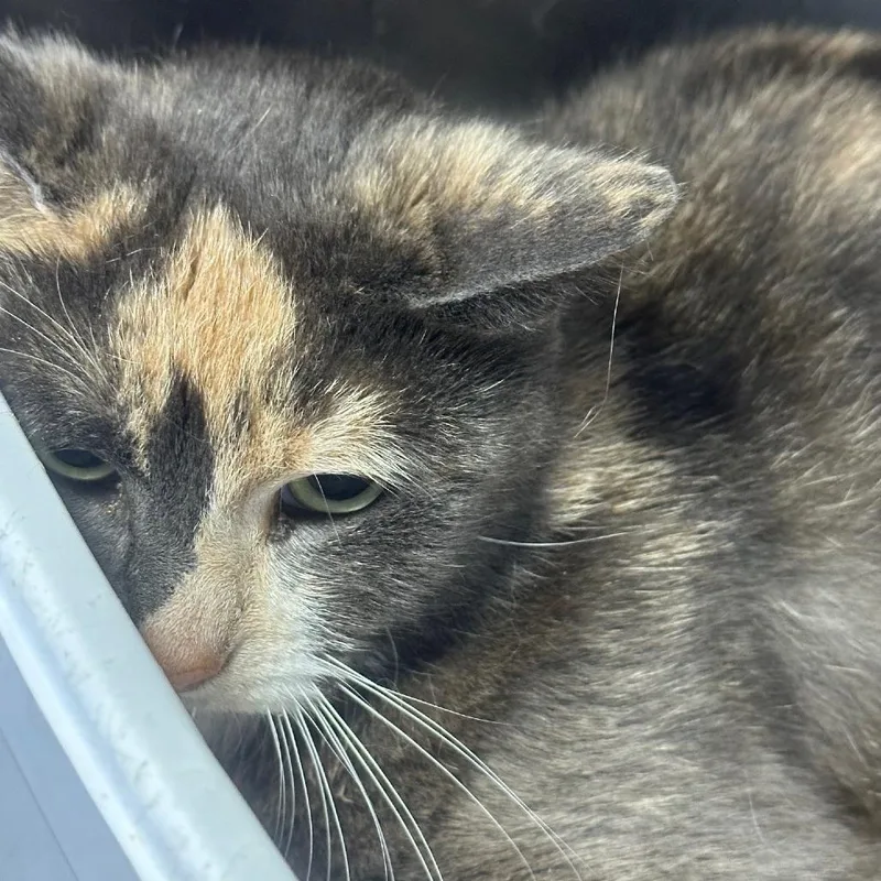 Penelope thumbnail 2