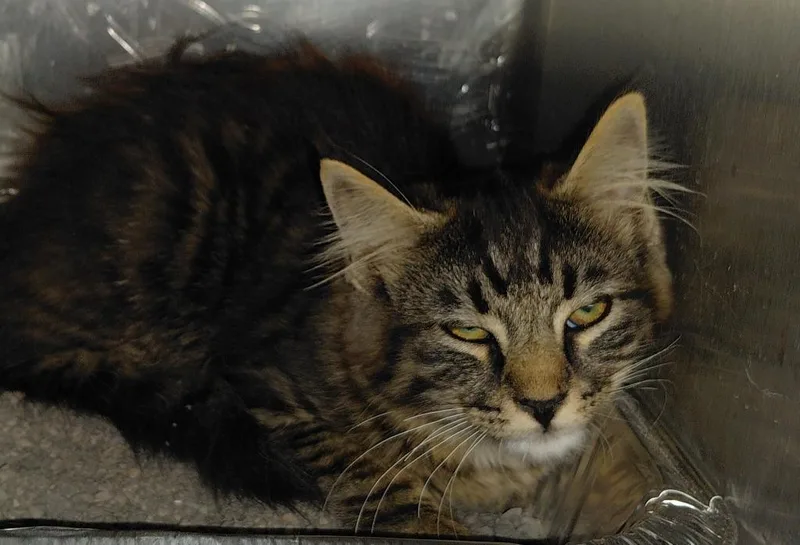 A baby small-sized male Domestic Medium Hair cat named Riggs for adoption in Henderson, NC
