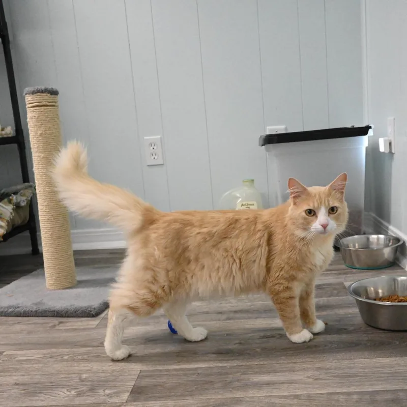 An adult small-sized male Orange / Red Domestic Long Hair cat named Simba for adoption in Mobile, AL