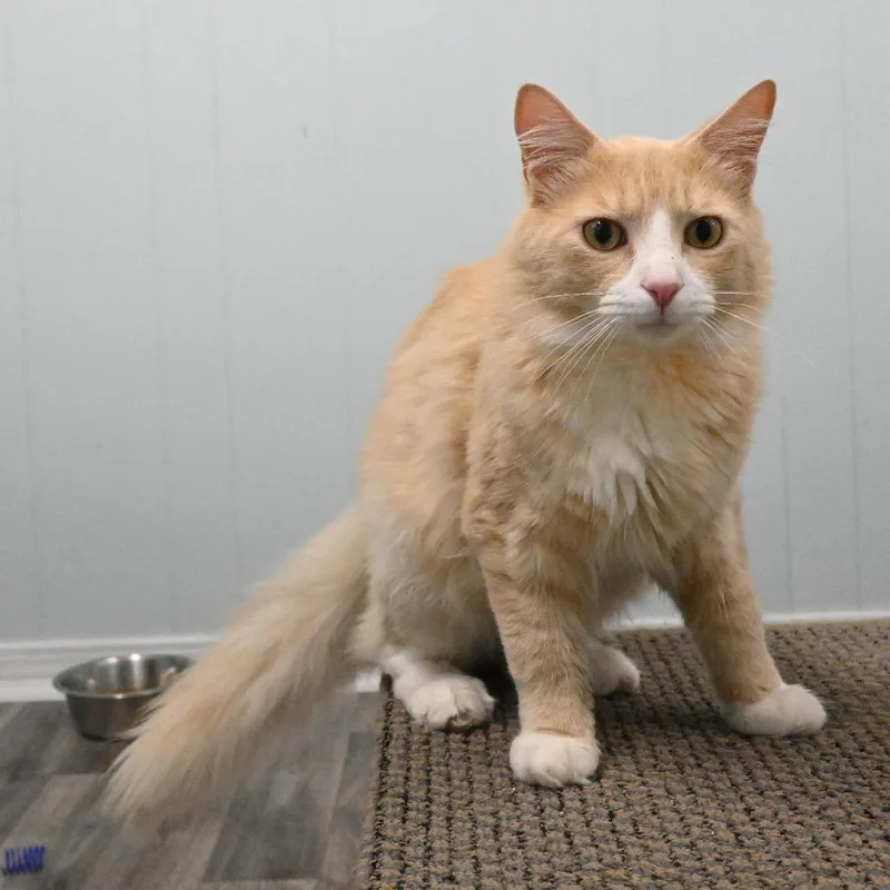 Simba thumbnail 2