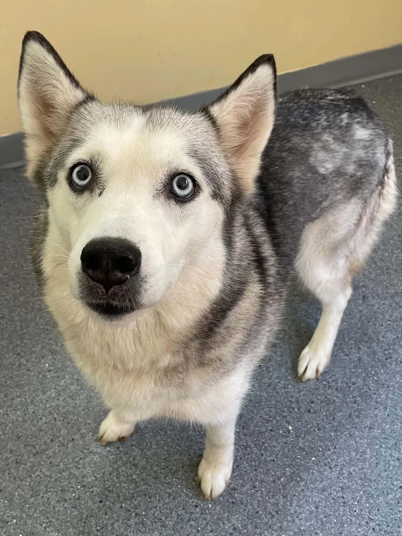 An adult medium-sized female Husky dog named Sassy for adoption in Covington, VA