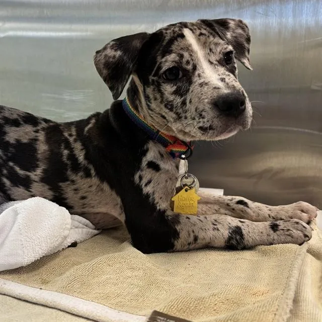 A baby small-sized female Pit Bull Terrier dog named Sandy for adoption in St. Louis, MO