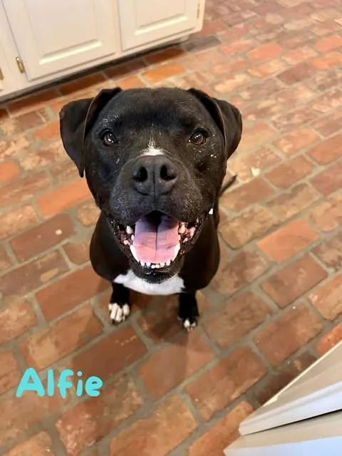 An adult medium-sized male Black Boxer dog named Alfie for adoption in Madisonville, LA